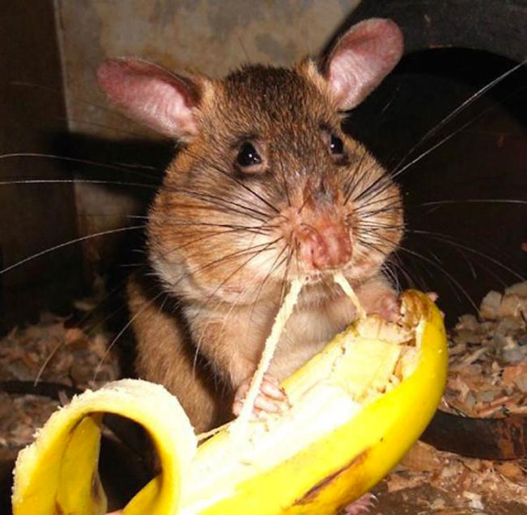 Estas ratas detectoras de bombas están salvando vidas en África, descubre CÓMO