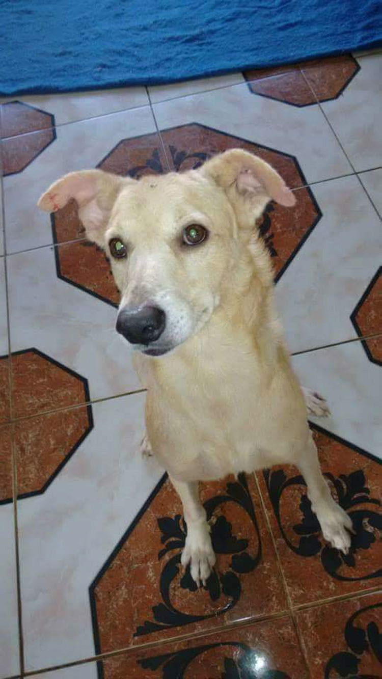 Él se quita su camisa, justo a tiempo para salvar la vida de un perro moribundo