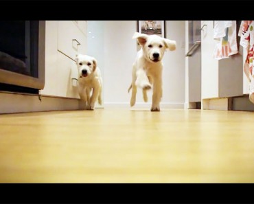 Grabaron a estos cachorros corriendo para ir a cenar en el transcurso de 9 Meses. El resultado es ÉPICO 3 Grabaron a estos cachorros corriendo para ir a cenar en el transcurso de 9 Meses. El resultado es ÉPICO