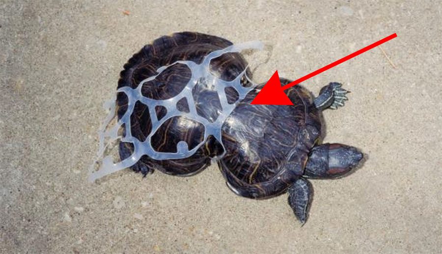 La imagen de esta tortuga dio la vuelta al mundo hace 20 años. ¿Sabes por qué?
