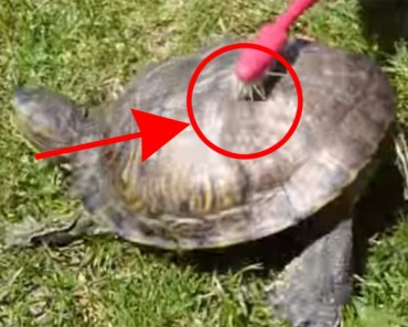 Esta tortuga tiene una reacción ADORABLE y SORPRENDENTE cuando la tocan con un cepillo de dientes