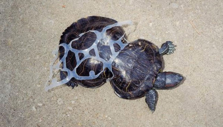 La imagen de esta tortuga dio la vuelta al mundo hace 20 años. ¿Sabes por qué?
