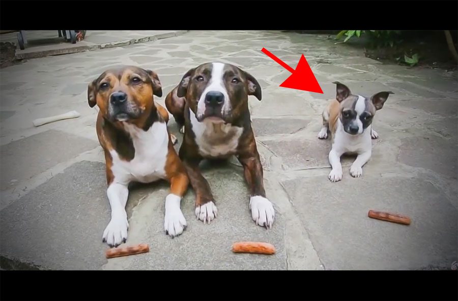 Estos perros esperan pacientemente a sus dulces. Pero espera a VER lo que hace el perro más pequeño