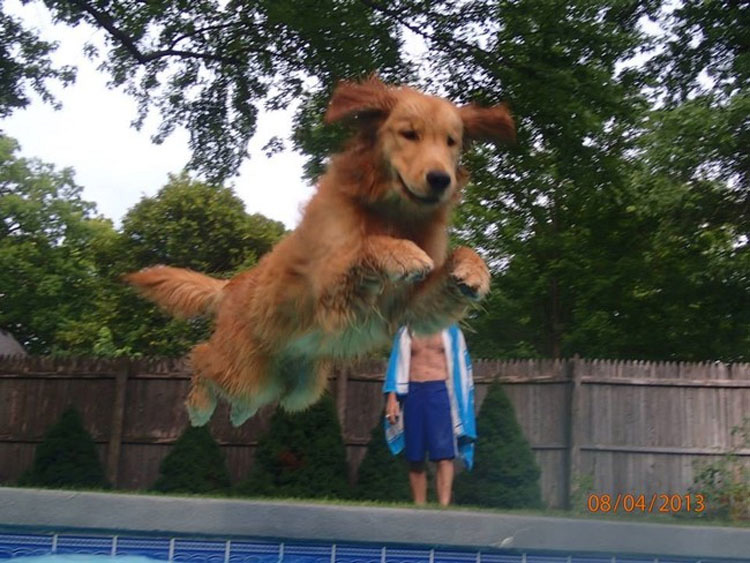 32 Animales aprovechando al máximo sus días de verano resfrescándose en la piscina