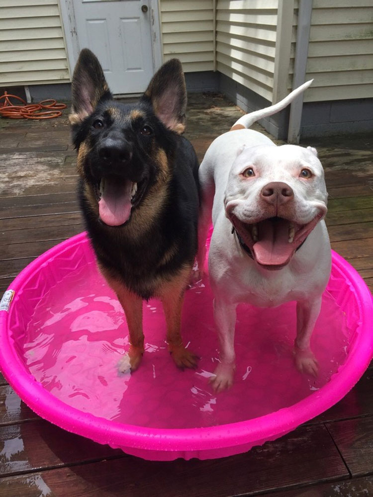 32 Animales aprovechando al máximo sus días de verano resfrescándose en la piscina