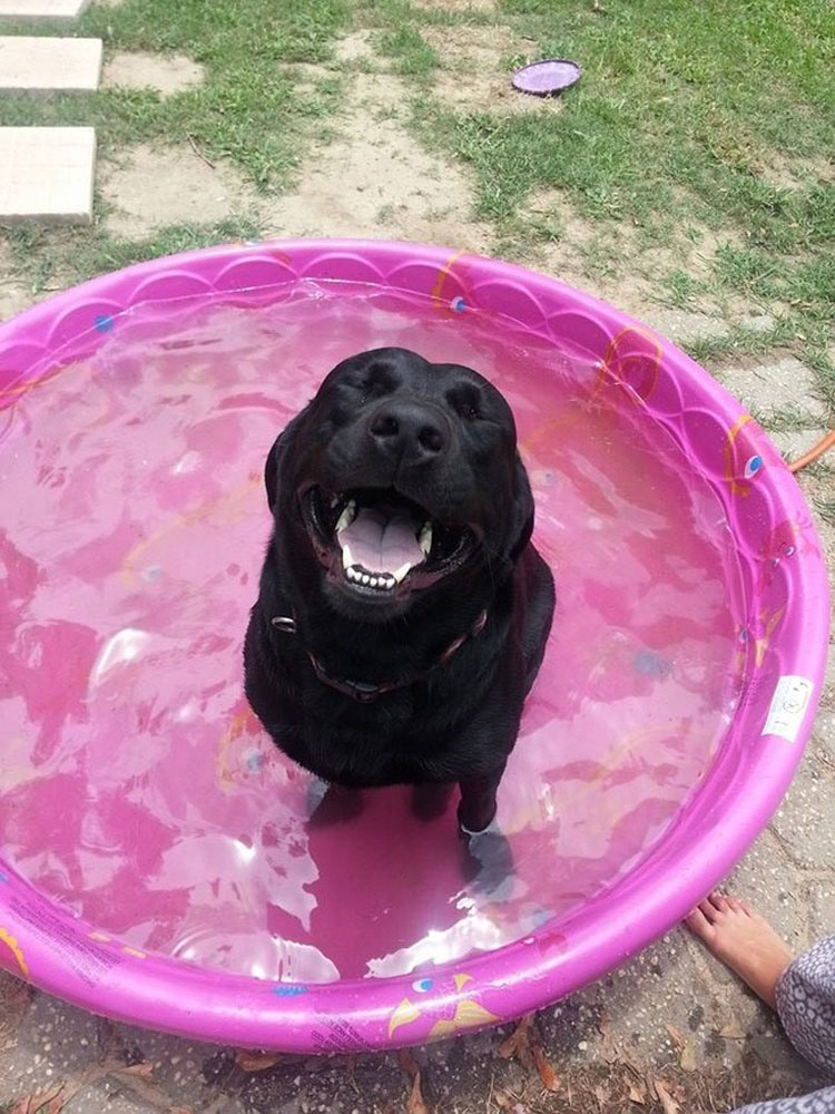 32 Animales aprovechando al máximo sus días de verano resfrescándose en la piscina