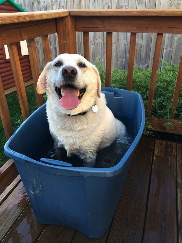 32 Animales aprovechando al máximo sus días de verano resfrescándose en la piscina