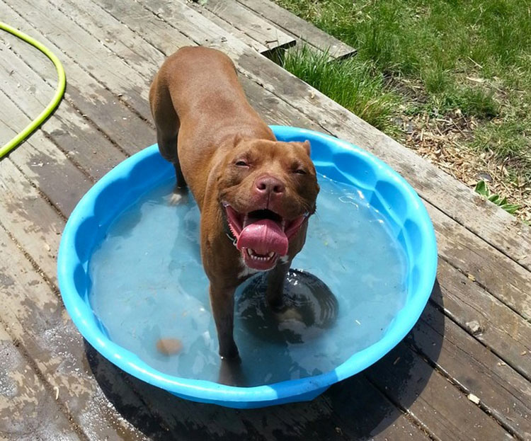 32 Animales aprovechando al máximo sus días de verano resfrescándose en la piscina