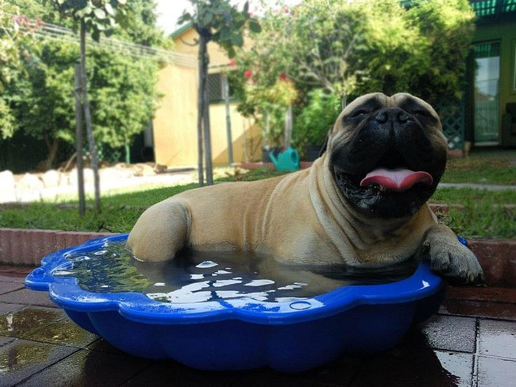 32 Animales aprovechando al máximo sus días de verano resfrescándose en la piscina