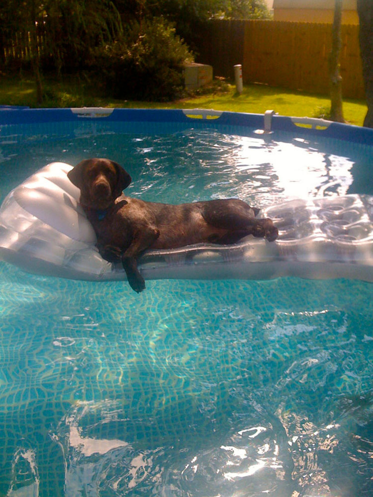 32 Animales aprovechando al máximo sus días de verano resfrescándose en la piscina