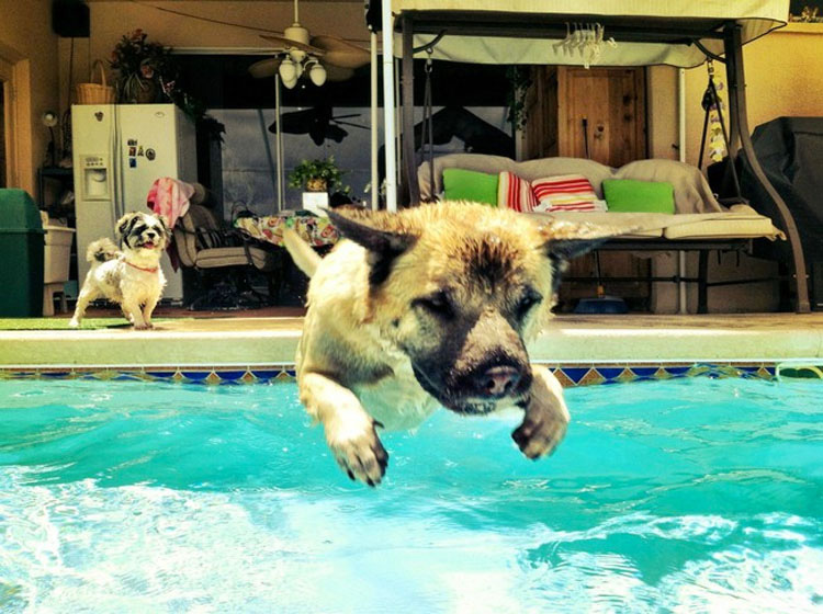 32 Animales aprovechando al máximo sus días de verano resfrescándose en la piscina