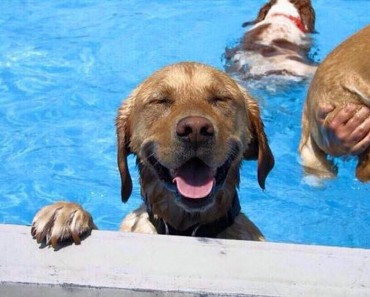 32 Animales aprovechando al máximo sus días de verano resfrescándose en la piscina 1