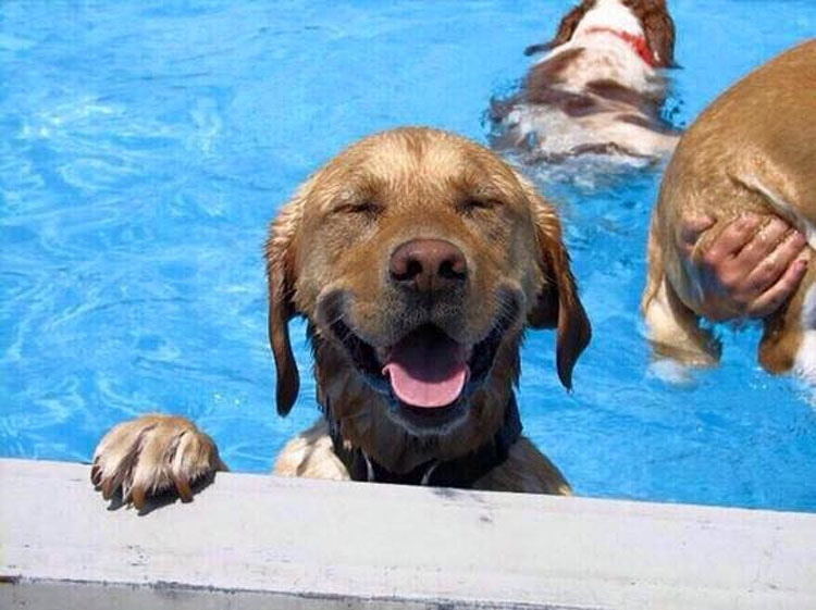 32 Animales aprovechando al máximo sus días de verano resfrescándose en la piscina