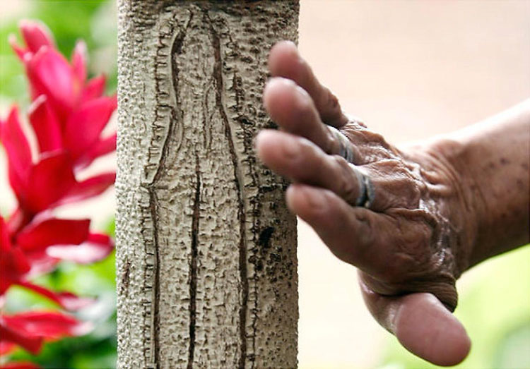 42 Lugares extraños donde algunas personas han visto a Jesús y María... Mi sacerdote no aprobaría la #4