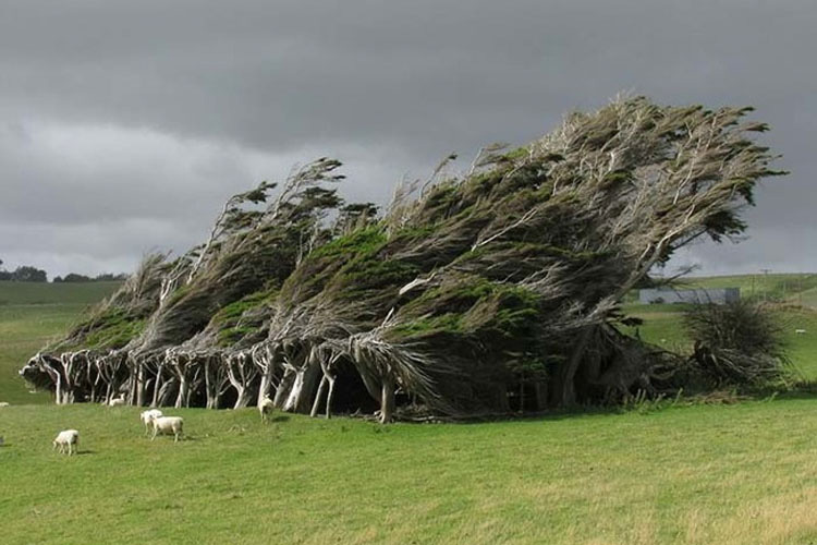 22 árboles impresionantes que no tenía ni idea que existían. No puedo creer que sean reales, especialmente el #7