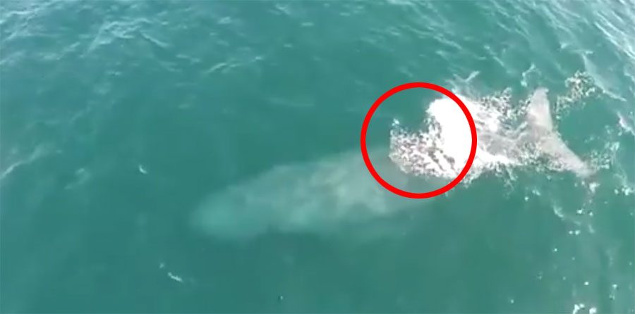 Drone sobre el océano filma a una ballena. Ahora espera a ver lo que hace cuando sale a la superficie...