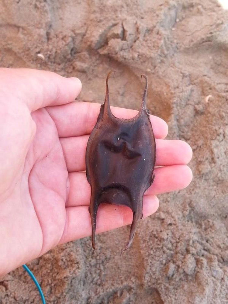 Transeúntes ven un objeto extraño varado en la playa - ¡No vas a creer lo que es!