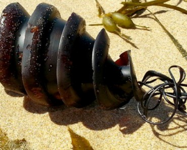 Transeúntes ven un objeto extraño varado en la playa - ¡No vas a creer lo que es! 1 Transeúntes ven un objeto extraño varado en la playa - ¡No vas a creer lo que es!