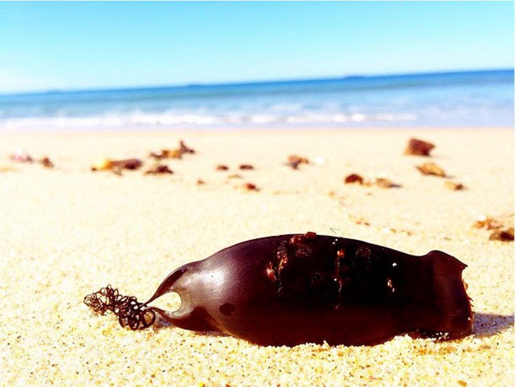 Transeúntes ven un objeto extraño varado en la playa - ¡No vas a creer lo que es!