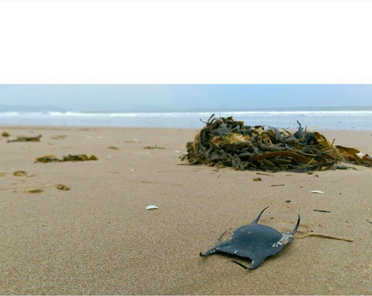 Transeúntes ven un objeto extraño varado en la playa - ¡No vas a creer lo que es!