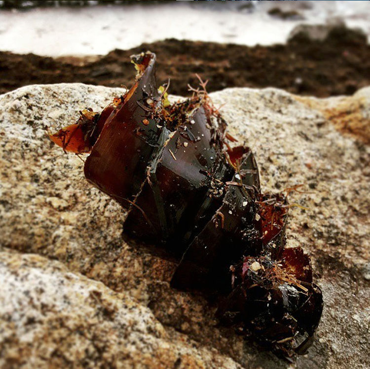 Transeúntes ven un objeto extraño varado en la playa - ¡No vas a creer lo que es!