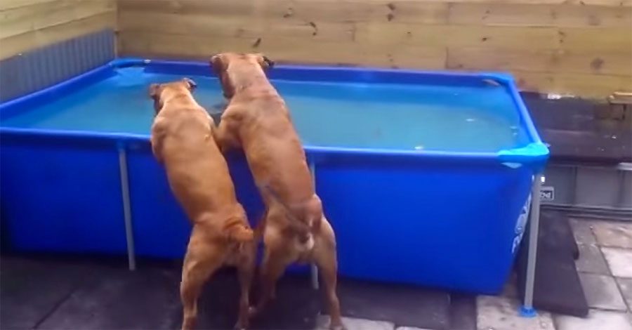 Los perros ven ESTO en el fondo de la piscina. Ahora mira lo que hace el de la derecha...
