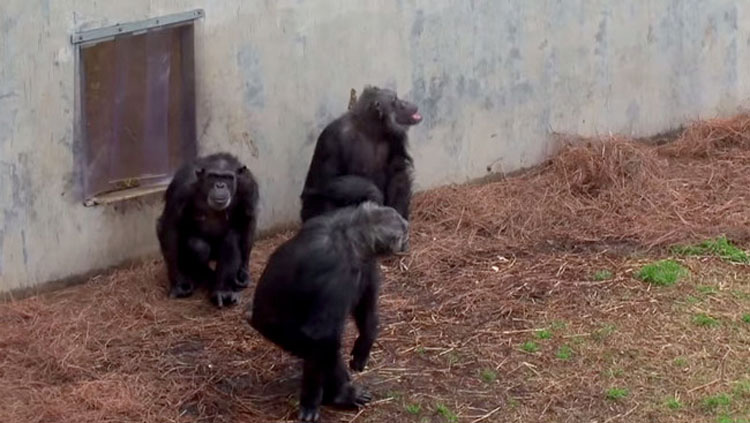 Esta es la reacción de un chimpancé rescatado de un laboratorio cuando ve el cielo por primera vez 1