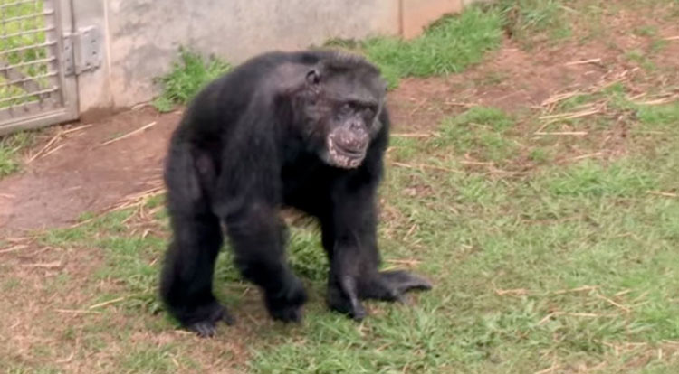Esta es la reacción de un chimpancé rescatado de un laboratorio cuando ve el cielo por primera vez 2
