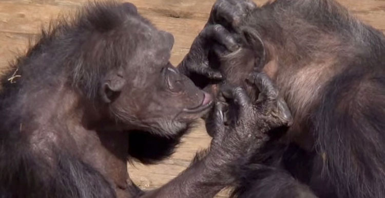 Esta es la reacción de un chimpancé rescatado de un laboratorio cuando ve el cielo por primera vez 17