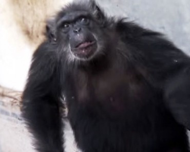 Esta es la reacción de un chimpancé rescatado de un Laboratorio cuando ve el cielo por primera vez