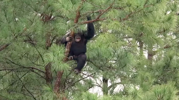 Esta es la reacción de un chimpancé rescatado de un laboratorio cuando ve el cielo por primera vez 18