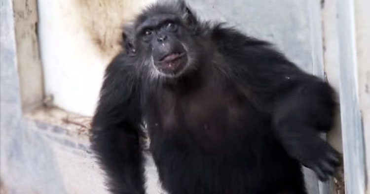 Esta es la reacción de un chimpancé rescatado de un Laboratorio cuando ve el cielo por primera vez