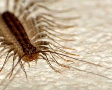 Este terrorífico bicho puede ser que esté arrastrándose por su casa ahora mismo 7 Este terrorífico bicho puede ser que esté arrastrándose por su casa ahora mismo 2