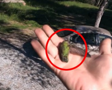 Un agotado colibrí estaba atrapado, lo que hizo por él derritió mi corazón