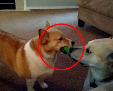 Corgi intenta robar el juguete de un labrador. ¡La reacción del labrador es hilarantemente LISTA!