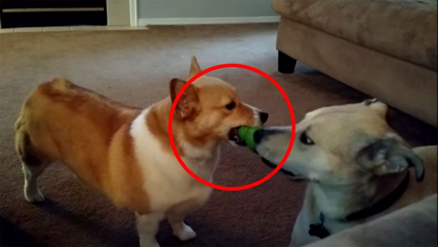Corgi intenta robar el juguete de un labrador. ¡La reacción del labrador es hilarantemente LISTA!