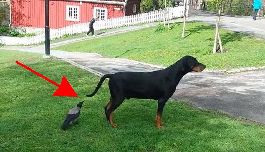 Este cuervo bromista (e inteligente) sorprende a un perro desprevenido de esta forma. ¡HILARANTE!