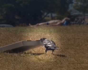 Estas personas se quedan HIPNOTIZADAS por lo que hace este cuervo con una caja de pizza. ¡No me lo puedo creer!