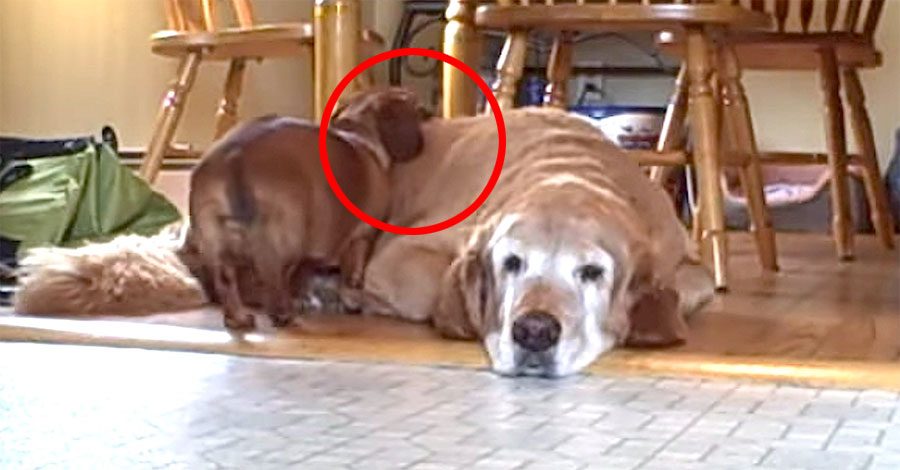 Su perro grande está dormido, ahora mira lo que hace el pequeño dachshund...