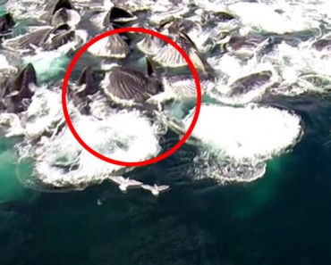 Me quedé SORPRENDIDO al ver lo que este drone filmaba mientras volaba sobre las aguas de Alaska
