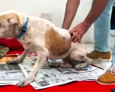 Este viejo y solitario perro estaba llorando pidiendo ayuda. Nunca olvidaré lo que dos hombres hicieron por él... 2 Este viejo y solitario perro estaba llorando pidiendo ayuda. Nunca olvidaré lo que dos hombres hicieron por él...