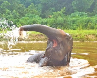 Mira como esta anciana elefanta rescatada de 70 años celebra su nueva libertad. ¡Qué EMOTIVO! 2