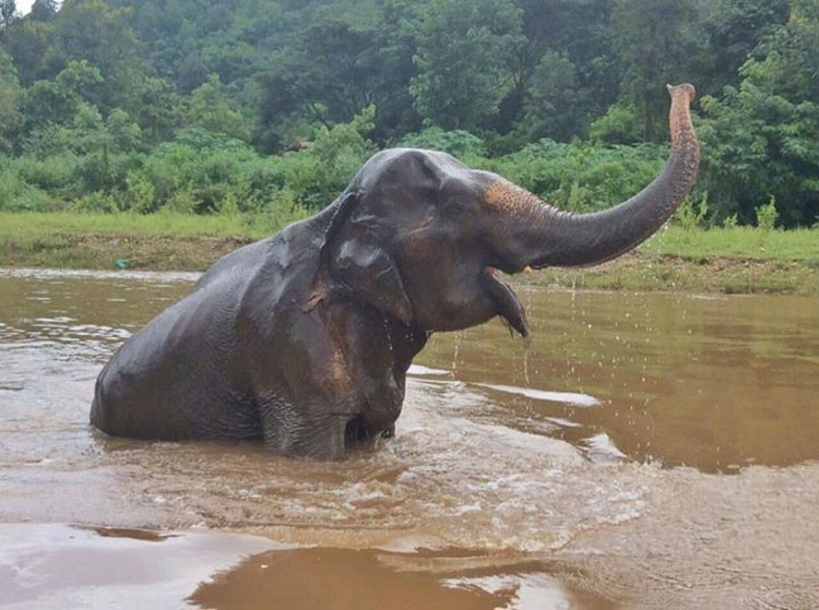 Mira como esta anciana elefanta rescatada de 70 años celebra su nueva libertad. ¡Qué EMOTIVO!