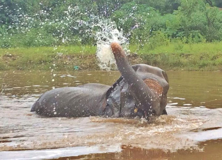 Mira como esta anciana elefanta rescatada de 70 años celebra su nueva libertad. ¡Qué EMOTIVO!