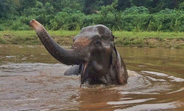 Mira como esta anciana elefanta rescatada de 70 años celebra su nueva libertad. ¡Qué EMOTIVO!