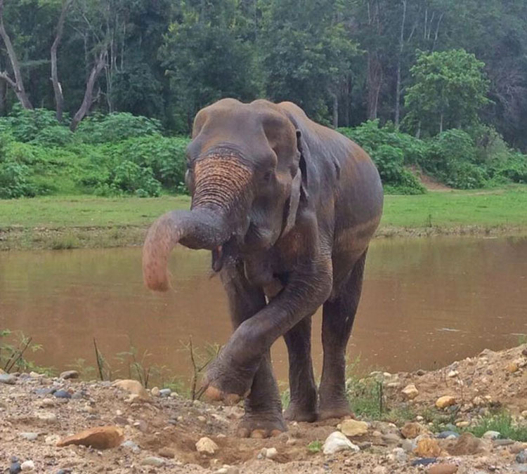 Mira como esta anciana elefanta rescatada de 70 años celebra su nueva libertad. ¡Qué EMOTIVO!