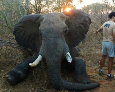Un toro elefante salvaje - que había estado sufriendo durante al menos dos años con una lesión en la pierna terribles debido a una trampa - se salvó recientemente por un intrépido grupo de veterinarios y conservacionistas en Zimbabwe.