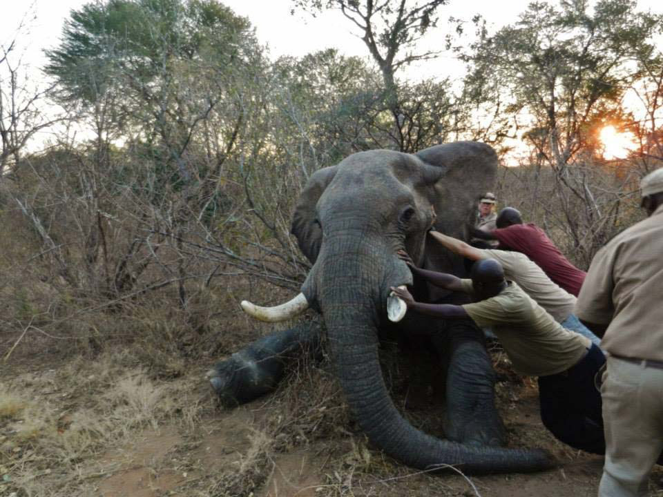 Después de años de sufrimiento, este elefante finalmente es liberado de una dolorosa trampa
