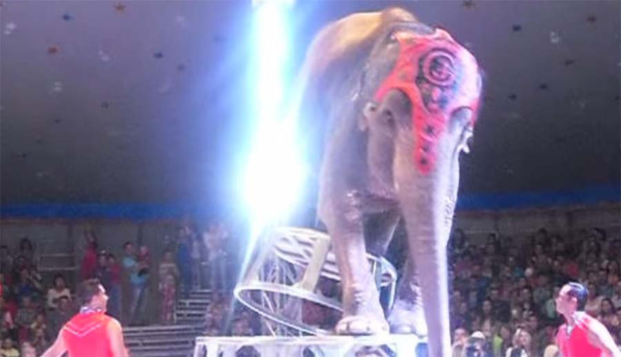 Elefantes de un circo hacen esto por su amigo que SE CAE durante el cruel show 1