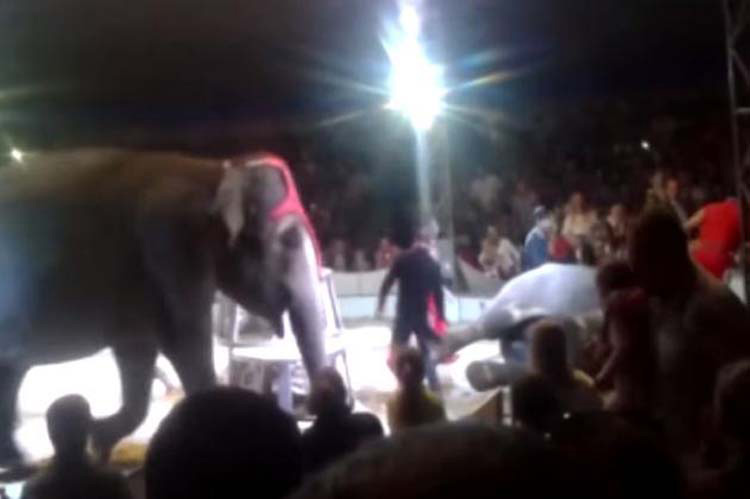 Elefantes de un circo hacen esto por su amigo que SE CAE durante el cruel show 2